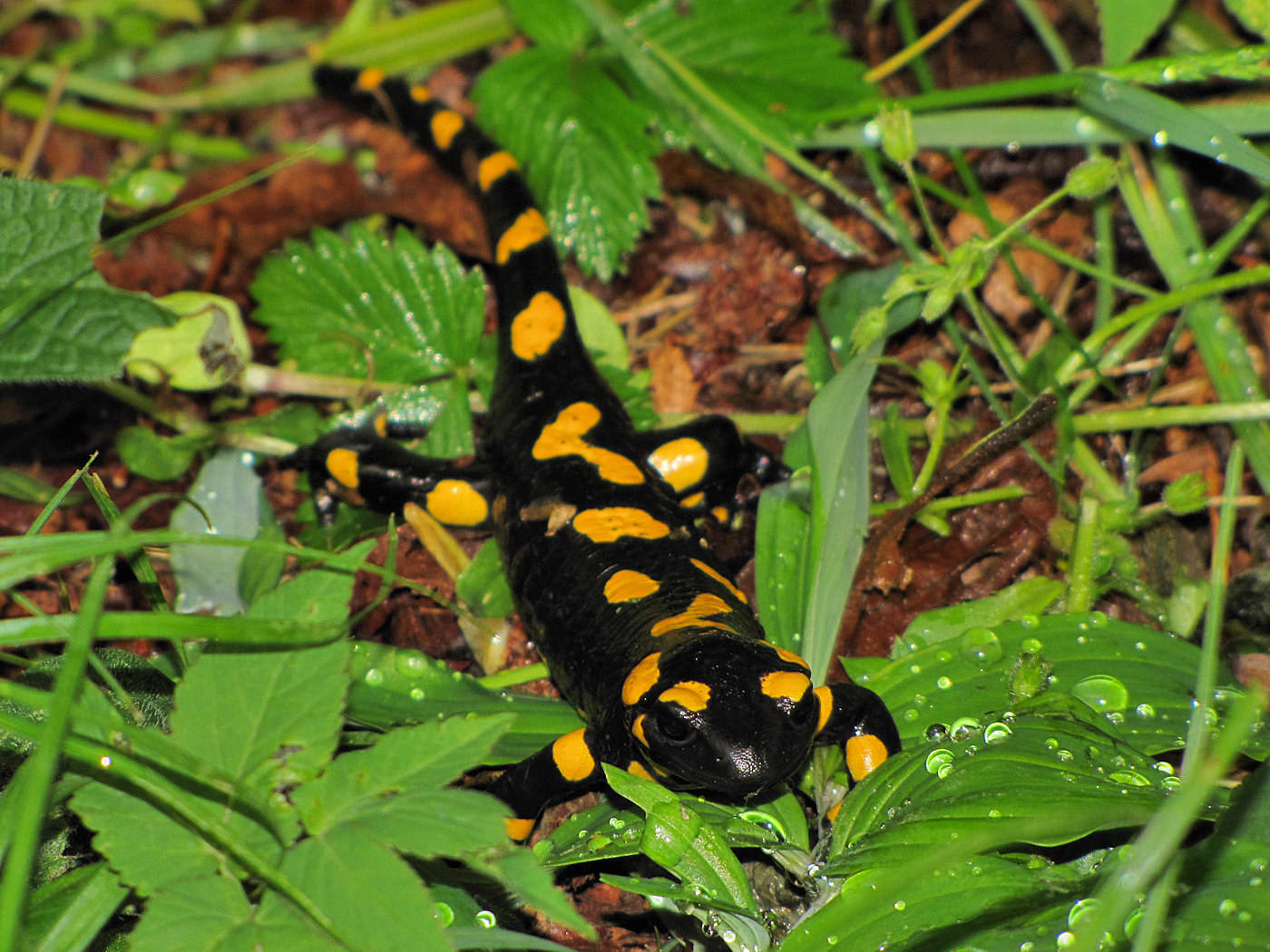 In posa per me! Salamandra salamandra salamandra